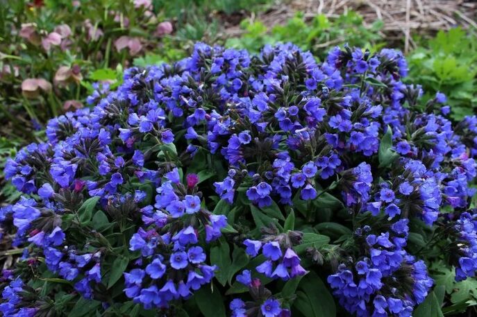Fleurs de meninitsa