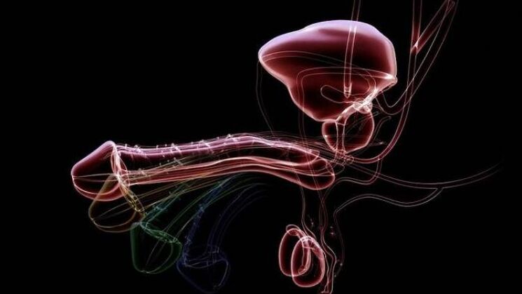 Pourquoi les hommes ont-ils des pertes lorsqu'ils sont excités et est-ce normal